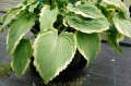 Hosta „Spartacus”