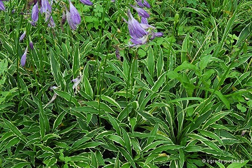 Hosta „Stiletto”