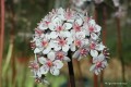 Darmera peltata - kwiat