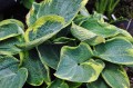 Hosta "Sugar Daddy"