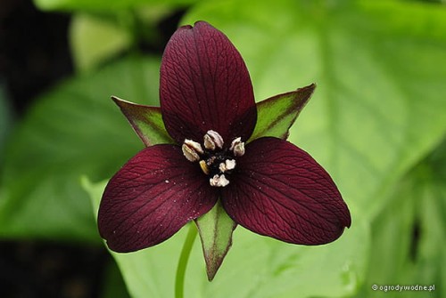 Trillium sulcatum o bordowych kwiatach