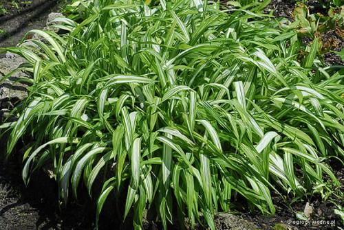 Carex siderosticha „Shiro Nakafu”