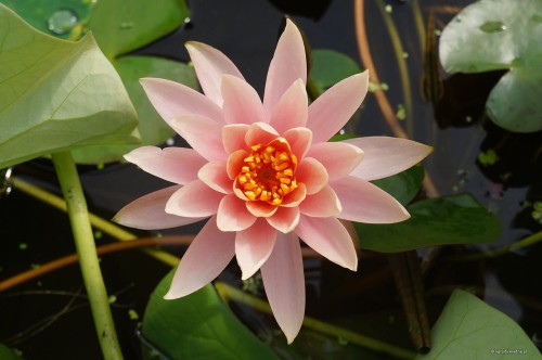 Nymphaea „Rose Arey”