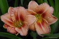 Hemerocallis „Just My Size”