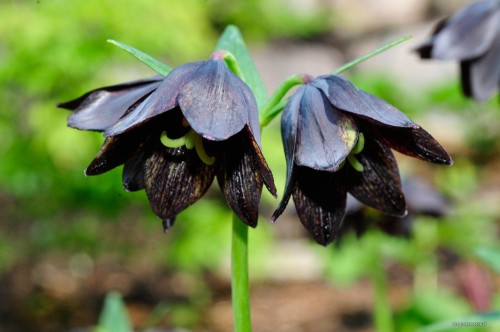 Szachownica kamczacka - kwiaty