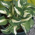 Hosta „Vulcan”