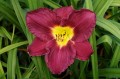Hemerocallis "Nosferatu"