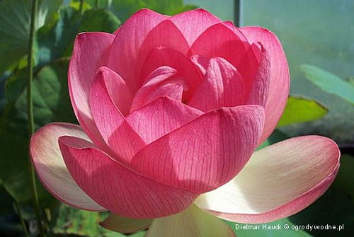 Nelumbo „Mrs. Perry Slocum”