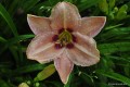 Hemerocallis „Piast”