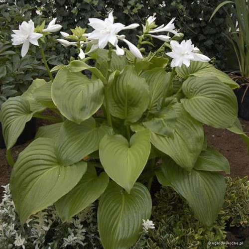 Hosta „Venus”