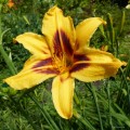 Hemerocallis "Bonanza" fot. KG