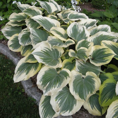 Hosta „Victory”