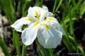 Iris ensata „Kiri Shigure”