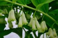 Polygonatum „Pruhonice”