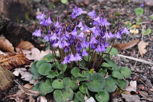 Soldanella montana