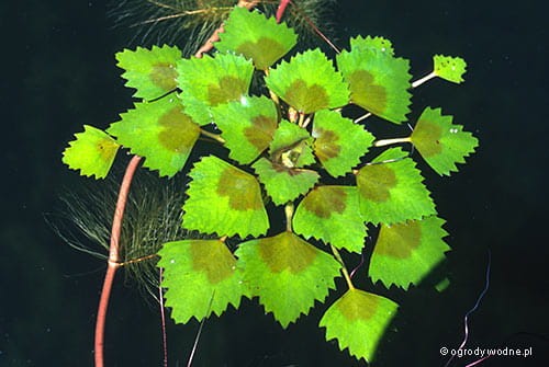 Kotewka orzech wodny