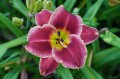 Hemerocallis "Roses In Snow"