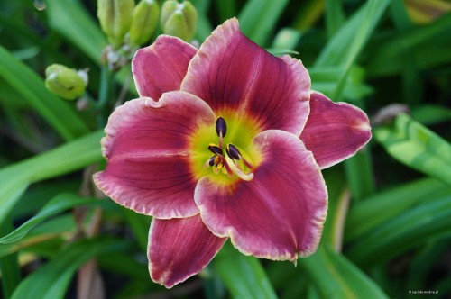 Hemerocallis "Roses In Snow"