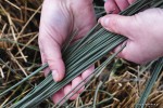 Juncus inflexus - sit siny
