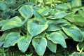 Hosta „Olive Bailey Langdon”