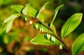 Polygonatum falcatum „Variegatum”
