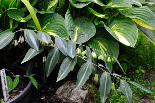 Polygonatum nodosum