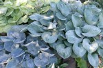 Hosta BLUE - kolekcja 8 odmian