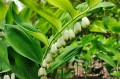Polygonatum giganteum „Giganteum”