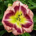 Hemerocallis „Big City Eye”