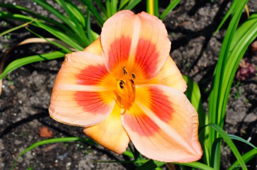 Hemerocallis „Real Wind”
