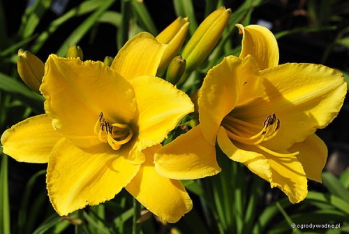 Hemerocallis „Agnieszka”