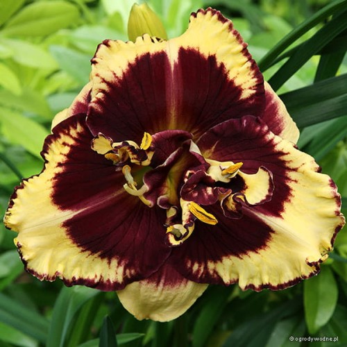 Hemerocallis „Tiger Blood”