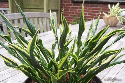 Hosta „Hands Up”