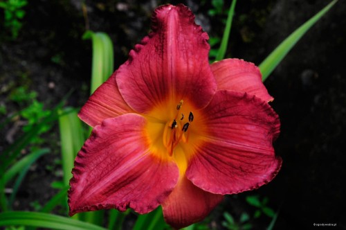 Hemerocallis „Marta”