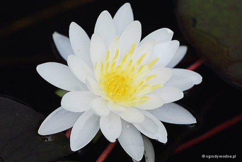 Nymphaea tuberosa „Postlingberg”