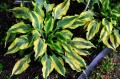 Hosta "Deliverance"