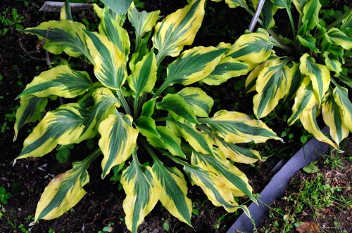 Hosta "Deliverance"