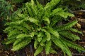 Phyllitis scolopendrium „Crispa”