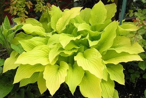 Hosta „Granary Gold” - funkia