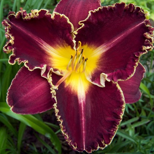 Hemerocallis „Storm of the Century”