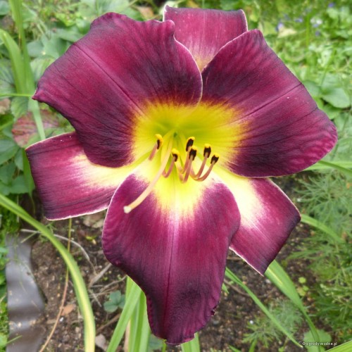 Hemerocallis "Cichociemny" fot. KG