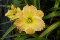 Hemerocallis „Matt”