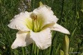 Hemerocallis „Gentle Shepherd”