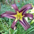 Hemerocallis "Black Arrowhead" fot. KG