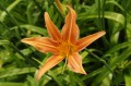 Hemerocallis „Margaret Perry”