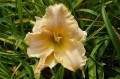 Hemerocallis "Magic Lace"