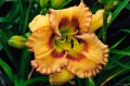 Hemerocallis „Fruity Kiss”