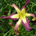 Hemerocallis „Applique” fot. KG