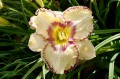 Hemerocallis „Antique Linen”