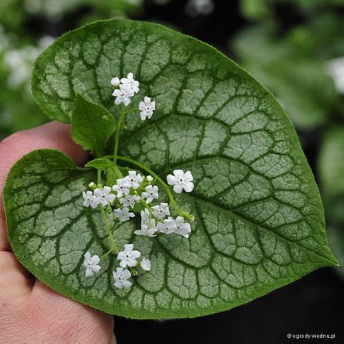 Brunnera macrophylla „Mrs Morse” - liść i kwiat
